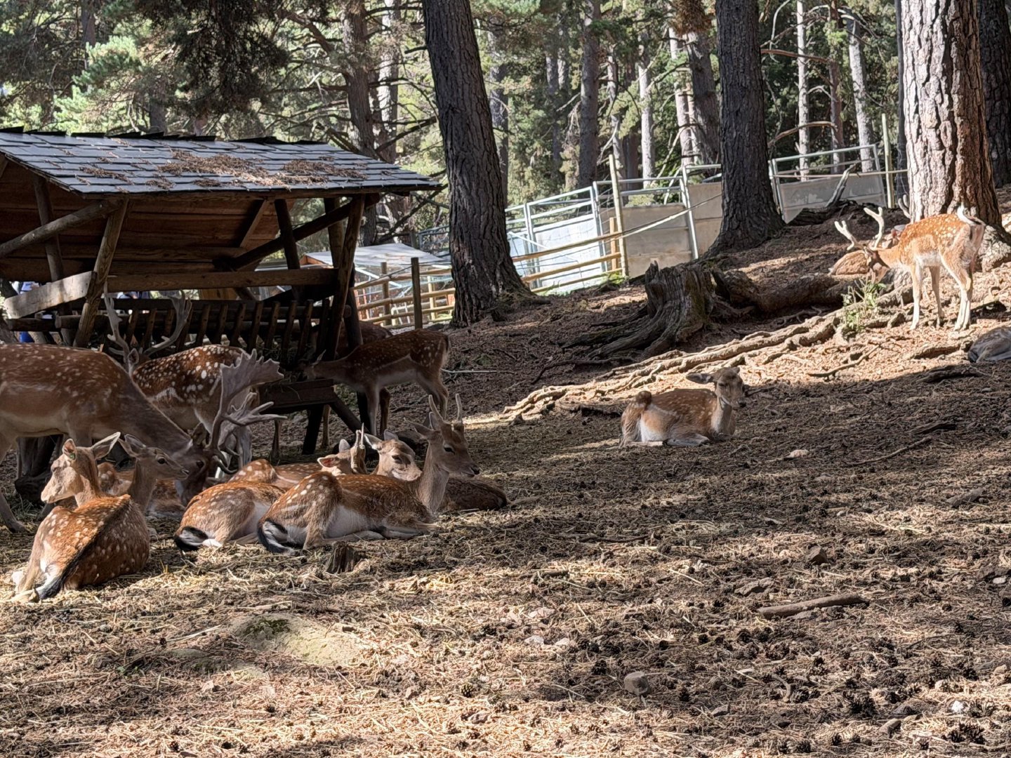 Lacuniacha deer